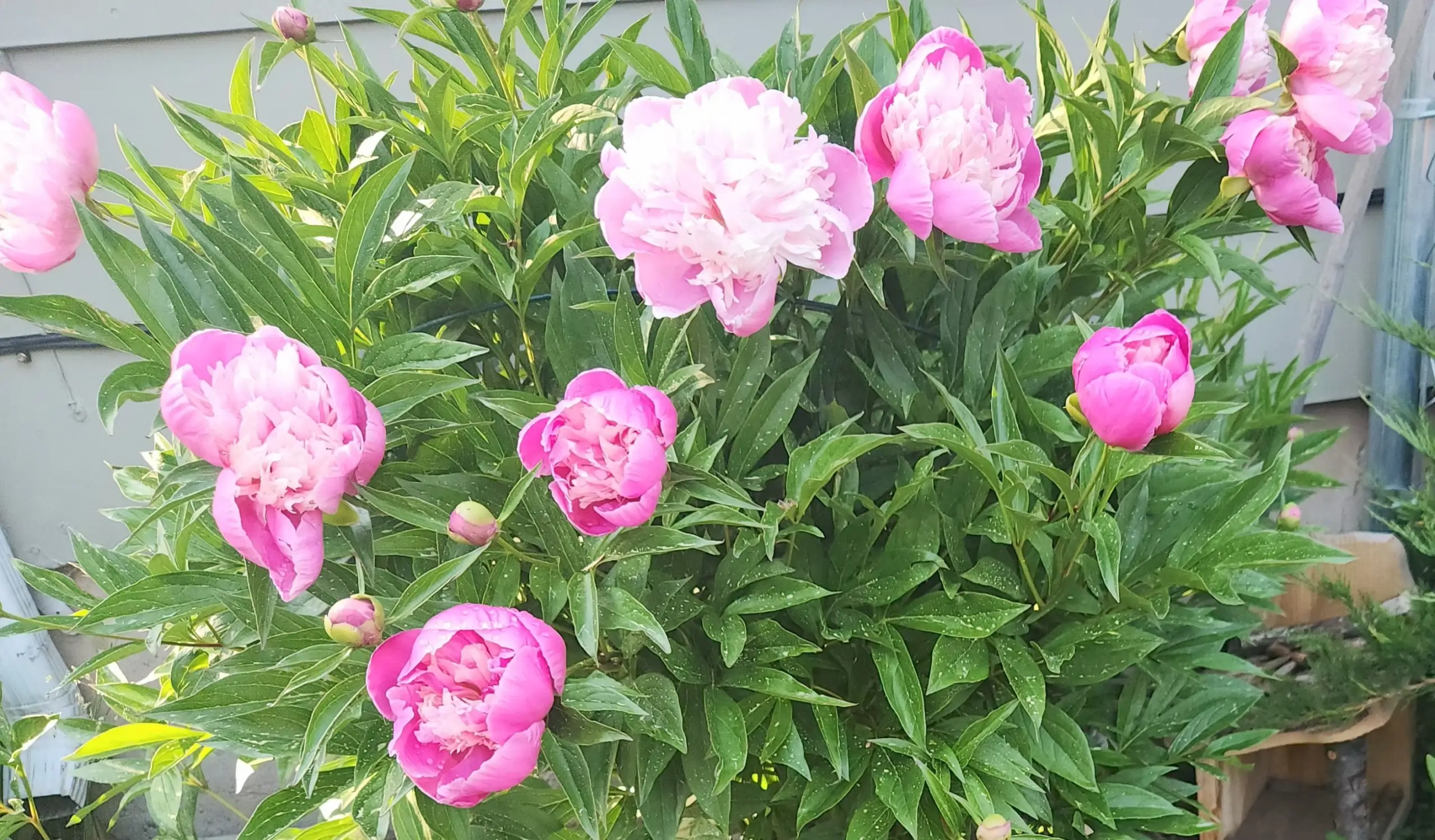 Flowering plants in a Missoula Montana garden