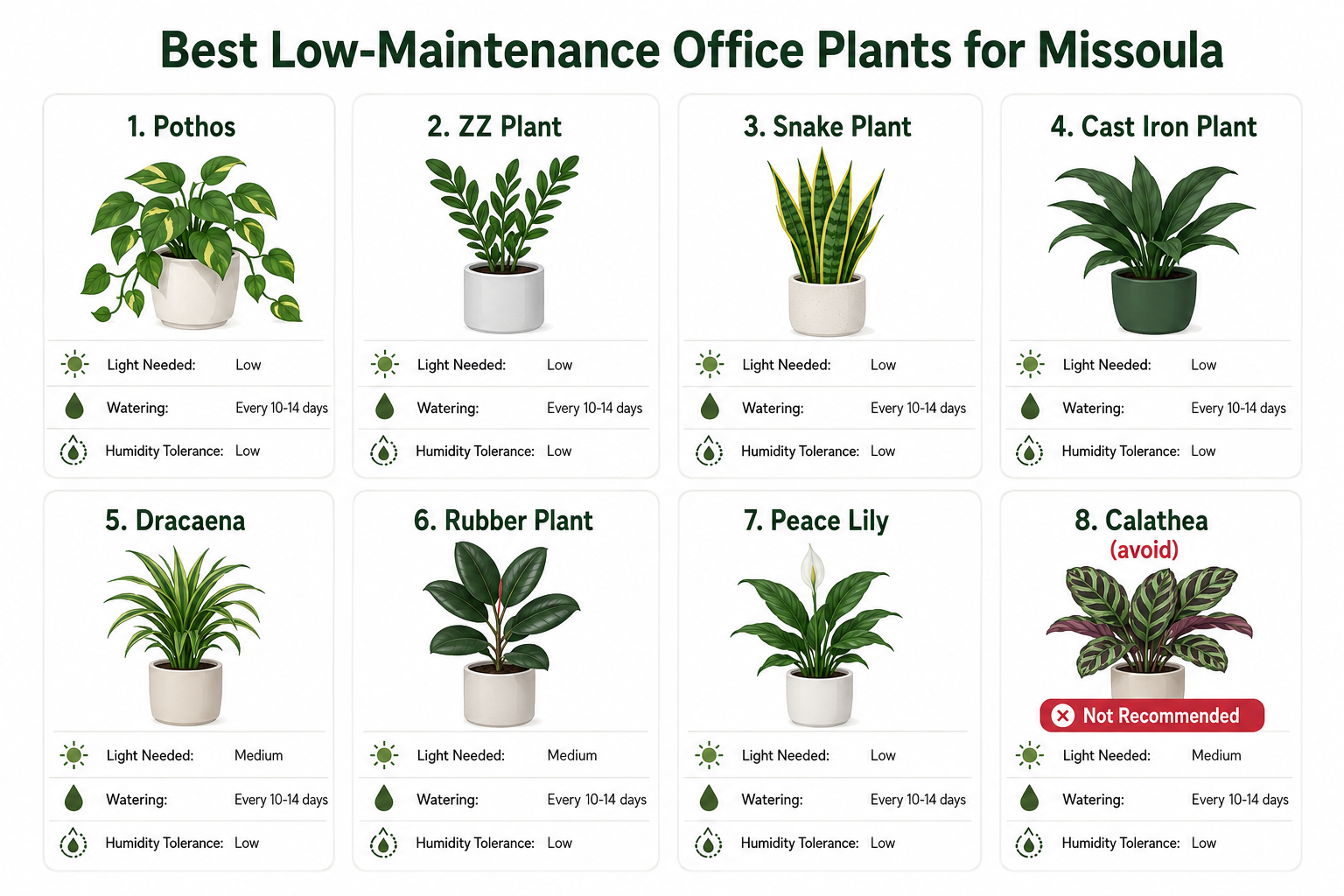Best low-maintenance office plants for Missoula showing light and water needs