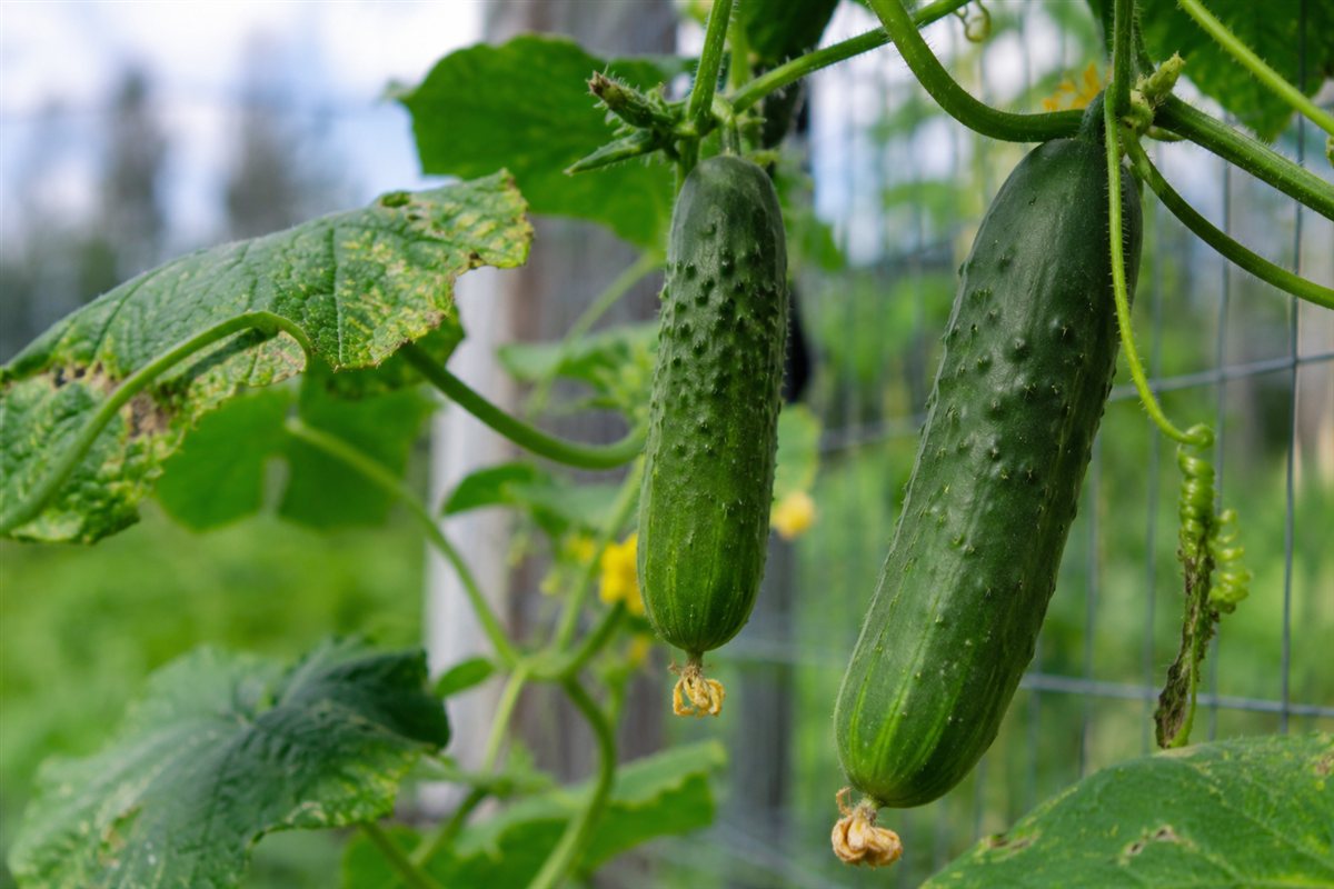 Fresh cucumbers growing on the vine in a Missoula garden