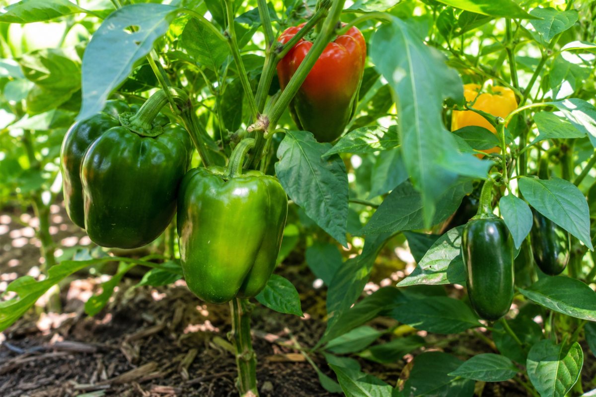 Bell peppers and jalapenos growing together in a Montana backyard vegetable garden