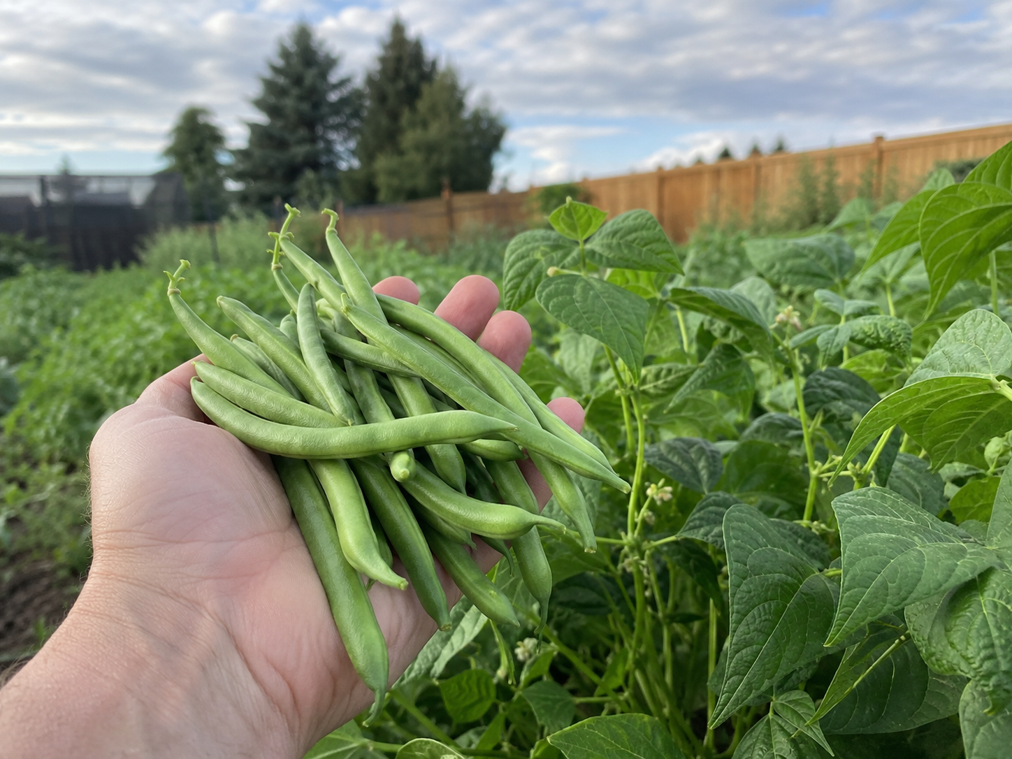 A hand holding a fresh-picked handful of green bush beans in a Montana vegetable garden