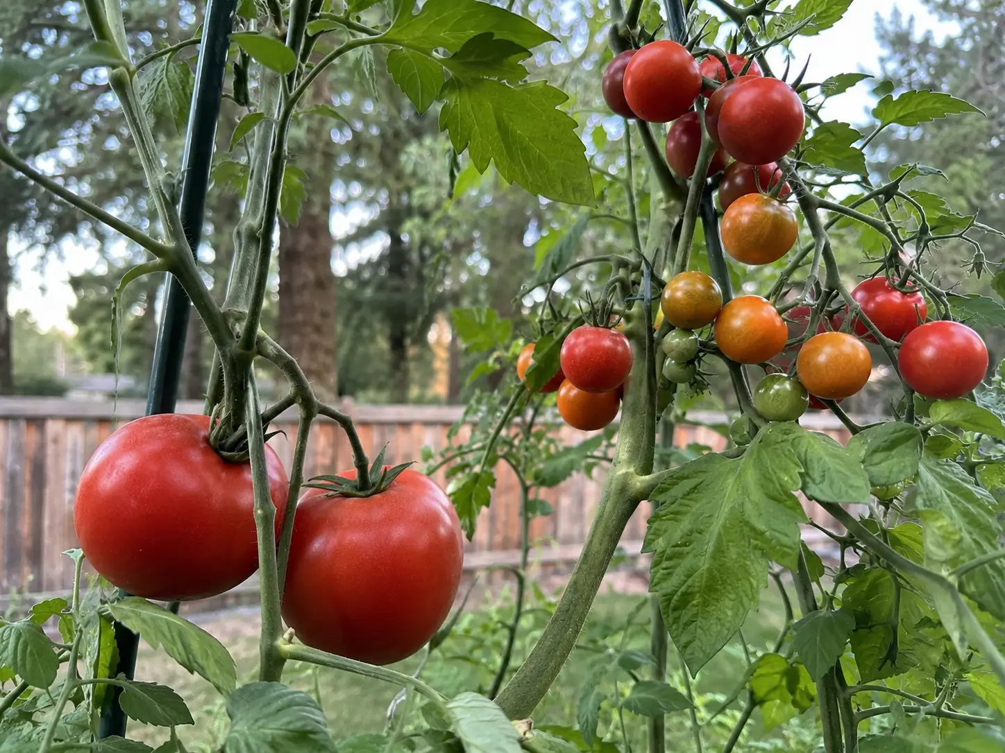 Ripe red and orange tomatoes, including cherry and slicing types, on healthy vines in a Montana garden