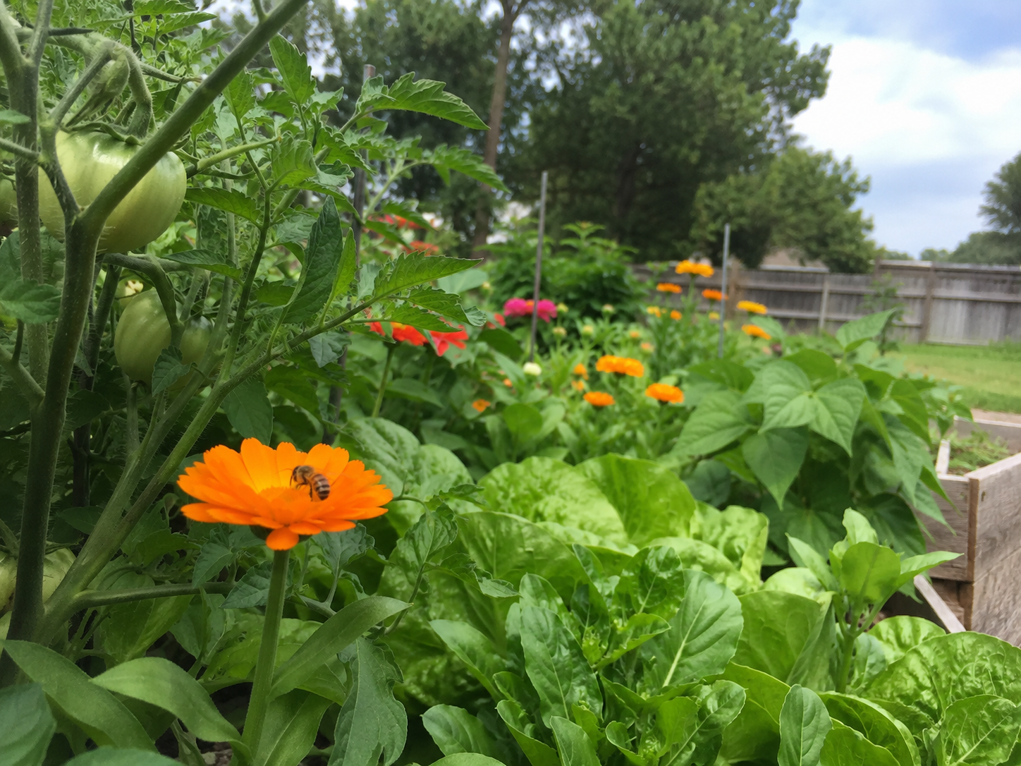 Calendula and marigolds interplanted with tomatoes and lettuce in a Missoula vegetable garden, with a bee on a flower