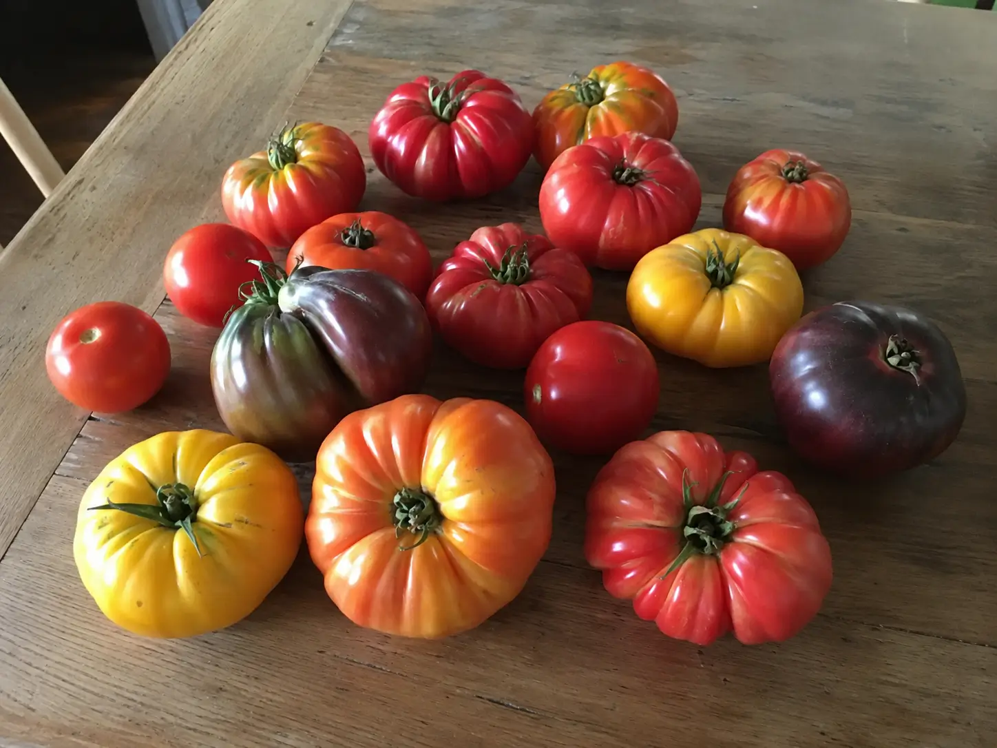 A colorful mix of heirloom and hybrid tomatoes in different shapes and colors on a wooden table