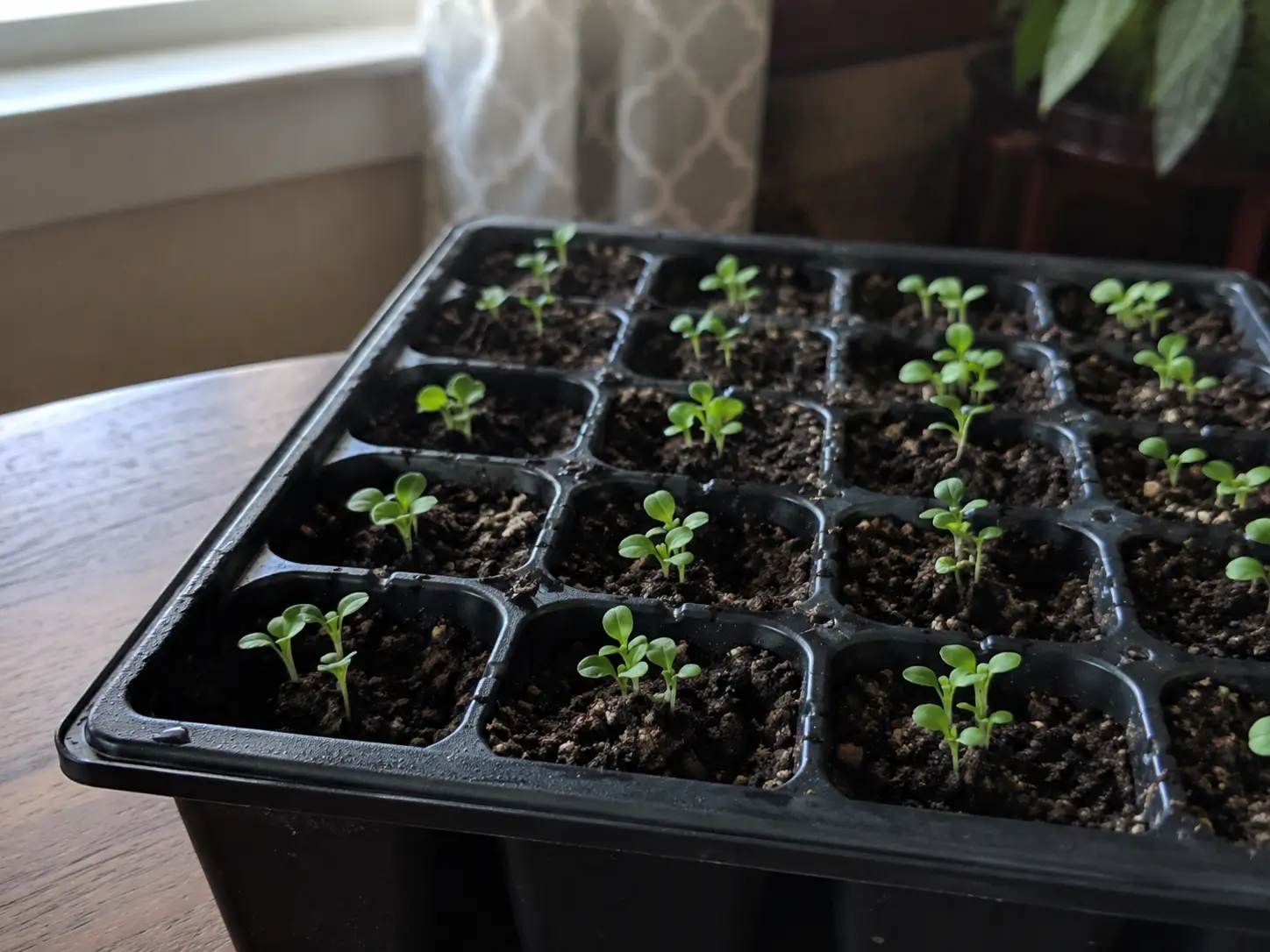 A black seed-starting tray with young seedlings in cells, some cells holding two or three seedlings to be thinned