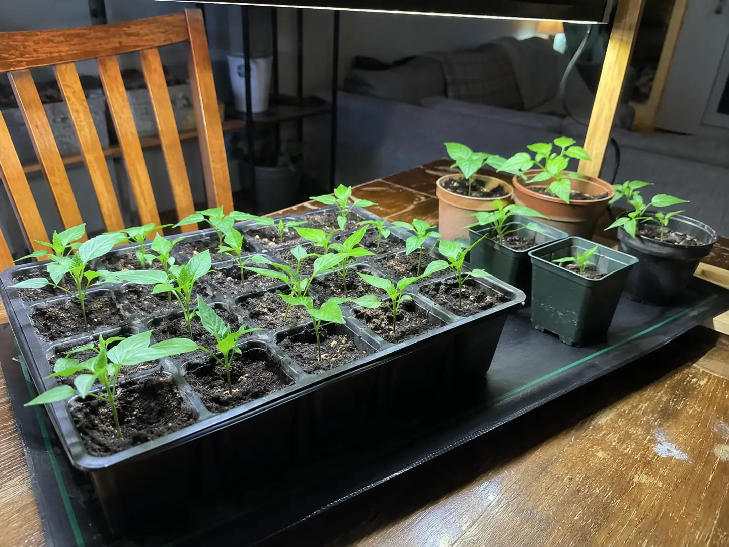When to Start Peppers Indoors in Montana