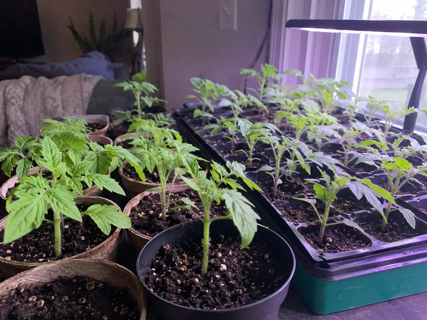 Healthy young tomato seedlings in small pots and a seed-starting tray under a grow light indoors