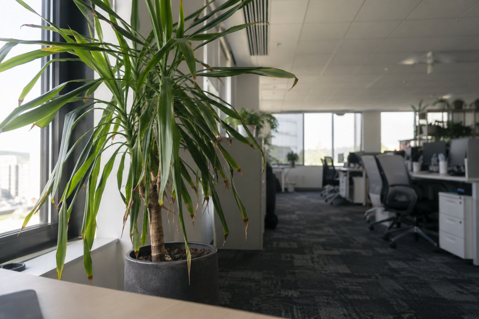A potted dracaena beside an office window below a ceiling air vent, showing a few dry browning leaf tips